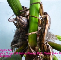 9 Cung cấp đặc sản con Cà Cuống đực ,tinh dầu Cà Cuống chất lượng mang mùi thơm hương Quế tại Hà Nội