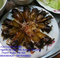 3 Cung cấp đặc sản con Cà Cuống đực ,tinh dầu Cà Cuống chất lượng mang mùi thơm hương Quế tại Hà Nội