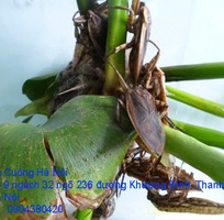 1 Cung cấp đặc sản con Cà Cuống đực ,tinh dầu Cà Cuống chất lượng mang mùi thơm hương Quế tại Hà Nội