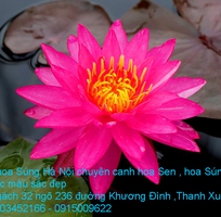 8 Bán hoa Súng Thái Lan 120 màu sắc đẹp rực rỡ nở hoa quanh năm tại Hà Nội
