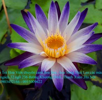5 Bán hoa Súng Thái Lan 120 màu sắc đẹp rực rỡ nở hoa quanh năm tại Hà Nội