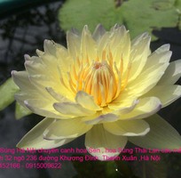 3 Bán hoa Súng Thái Lan 120 màu sắc đẹp rực rỡ nở hoa quanh năm tại Hà Nội