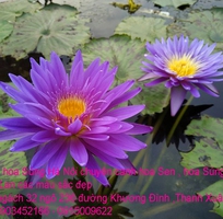 9 Bán hoa Súng Thái Lan 120 màu sắc đẹp rực rỡ nở hoa quanh năm tại Hà Nội