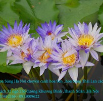 2 Bán hoa Súng Thái Lan 120 màu sắc đẹp rực rỡ nở hoa quanh năm tại Hà Nội