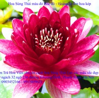 6 Bán hoa Súng Thái Lan 120 màu sắc đẹp rực rỡ nở hoa quanh năm tại Hà Nội