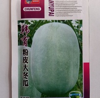 Hạt giống bí đao xanh khổng lồ nhập khẩu Đài Loan