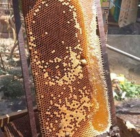 1 Mật ong hoa cà phê