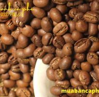 Chuyên cung cấp cà phê hạt tại TPHCM