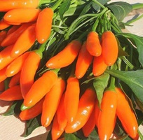 1 Hạt giống ớt cam nhập khẩu Thái Lan