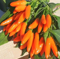 2 Hạt giống ớt cam nhập khẩu Thái Lan