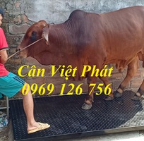 1 Cân điện tử Việt Phát , cân gia súc, cân động vật, cân trâu, cân bò
