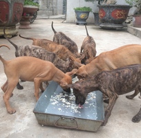 3 Bán buôn bán lẻ đàn chó Phú Quốc 2 tháng tuổi , đã tiêm phòng và tẩy giun đầy đủ