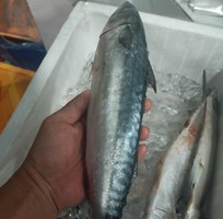 1 Miễn phí ship cá cam, cá Sapa Nhật mùa Covid nhé pà kon ơi