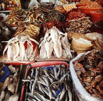 Cá Ngân Chỉ Vàng