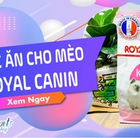 3 Tổng hợp các loại thức ăn cho mèo Royal Canin