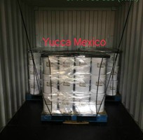 Yucca Mexico - hấp thu khí độc, xử lý mùi hôi trong thủy sản
