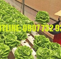 1 Đất Đỏ Trồng Cây Giá Rẻ