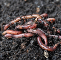 2 Đất Đỏ Trồng Cây Giá Rẻ