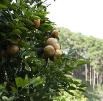 3 Đất Đỏ Trồng Cây Giá Rẻ