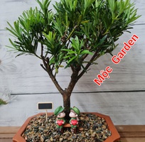 6 Shop Nhà Mộc - Chuyên cây cảnh để bàn , cây phong thủy , cây bonsai tài lộc