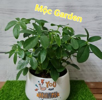 7 Shop Nhà Mộc - Chuyên cây cảnh để bàn , cây phong thủy , cây bonsai tài lộc