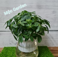 8 Shop Nhà Mộc - Chuyên cây cảnh để bàn , cây phong thủy , cây bonsai tài lộc