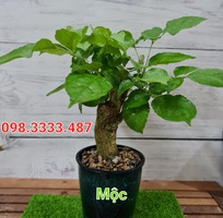 14 Shop Nhà Mộc - Chuyên cây cảnh để bàn , cây phong thủy , cây bonsai tài lộc