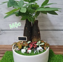 16 Shop Nhà Mộc - Chuyên cây cảnh để bàn , cây phong thủy , cây bonsai tài lộc