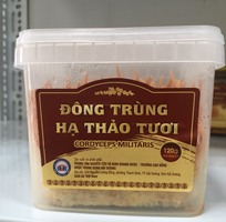 3 Đông trùng hạ thảo Trường cao đẳng dược Hải Dương