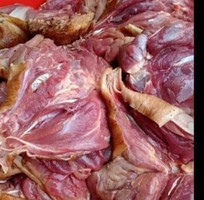 4 Chuyên cung cấp Gà Tây thịt với giá rẻ nhất thị trường số lượng lớn, ổn định