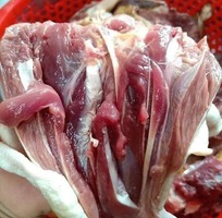 5 Chuyên cung cấp Gà Tây thịt với giá rẻ nhất thị trường số lượng lớn, ổn định