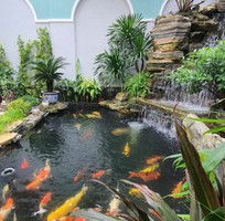 3 Thi công hồ cá Koi đẹp ở Đăng Khoa Garden   Uy tín, giá rẻ, chất lượng cao