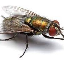 1 Dịch vụ diệt ruồi  Thuốc diệt ruồi hiệu quả nhất
