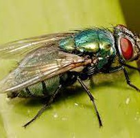 3 Dịch vụ diệt ruồi  Thuốc diệt ruồi hiệu quả nhất