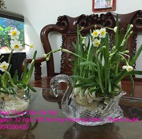 3 Bán hoa Thủy Tiên gọt trổ , tạo dáng Bonsai nghệ thuật nở hoa đúng Tết Nhâm Dần 2022