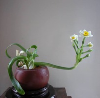 8 Bán hoa Thủy Tiên gọt trổ , tạo dáng Bonsai nghệ thuật nở hoa đúng Tết Nhâm Dần 2022