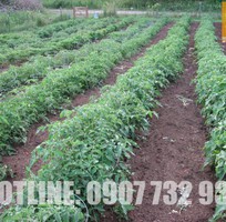 Cung Cấp Đất Hữu Cơ Trồng Cây