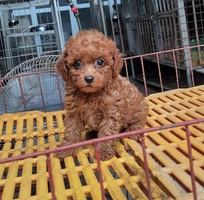 1 Đàn poodle nâu đỏ nhà đẻ