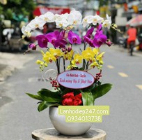1 Nơi bán lan hồ điệp đẹp uy tín tại Sài Gòn