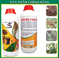 Enzyme Chitini Ung Trứng Tuyến Trùng