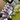 Telegram  Frendzi1 K p Weed, Coke, THC Vape Z rich 