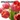 Bán hoa tuylip thành phẩm chơi tết 2018. Hướng dẫn trồng và chăm sóc hoa tuylip nở đúng dịp tết...