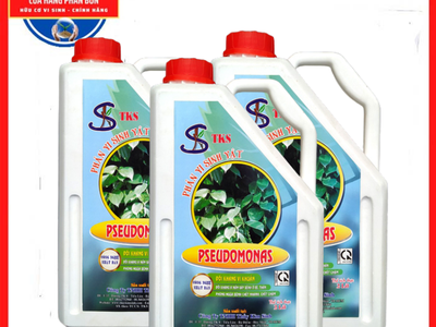 PSEUDOMONAS:Phòng Trừ Bênh Héo Xanh, Thối Rễ.ối Kháng Nấm Khuẩn, 2