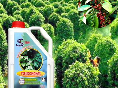 PSEUDOMONAS:Phòng Trừ Bênh Héo Xanh, Thối Rễ.ối Kháng Nấm Khuẩn, 4