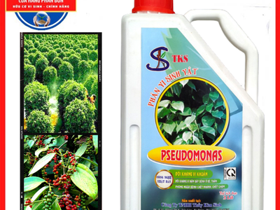 PSEUDOMONAS:Phòng Trừ Bênh Héo Xanh, Thối Rễ.ối Kháng Nấm Khuẩn, 1