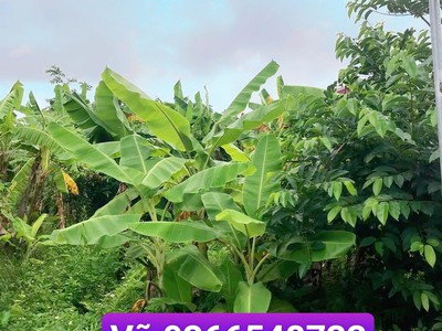 Rẻ nhất ngõ 5m Tân Thành, Dương Kinh. 100m2 chỉ 1,4 tỷ 2