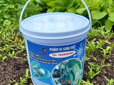 Trichoderma đối kháng vi khuẩn, nấm bệnh phân hủy chất sơ 2