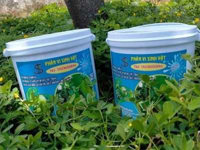 Trichoderma đối kháng vi khuẩn, nấm bệnh phân hủy chất sơ 3