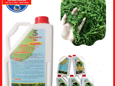 PSEUDOMONAS: trừ jeos xanh, thối rễ, vàng lá 2