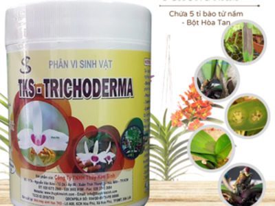 TRICHODERMA   nấm đối kháng hoa lan, hoa cảnh, kiểng 2